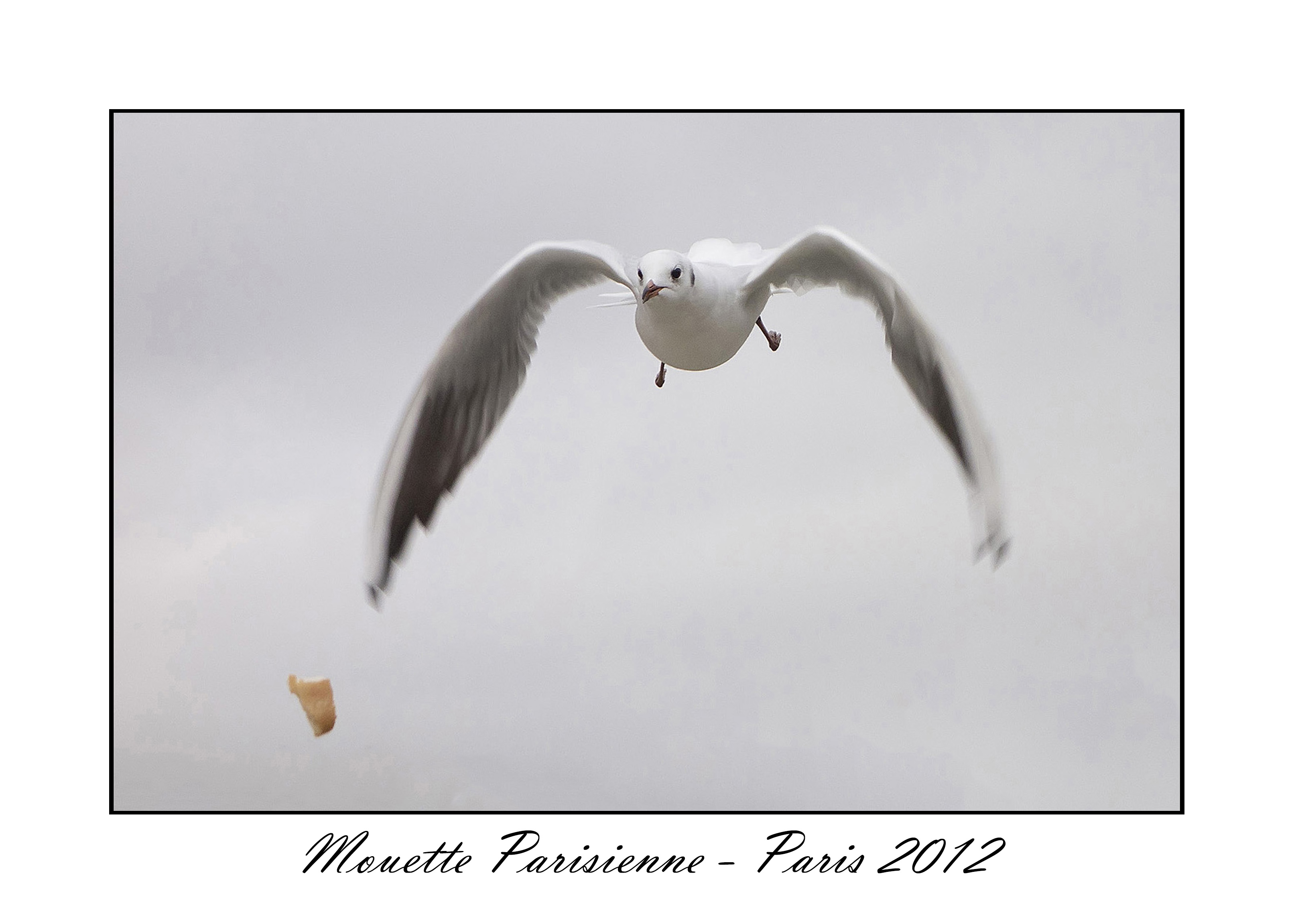 Mouette Parisienne