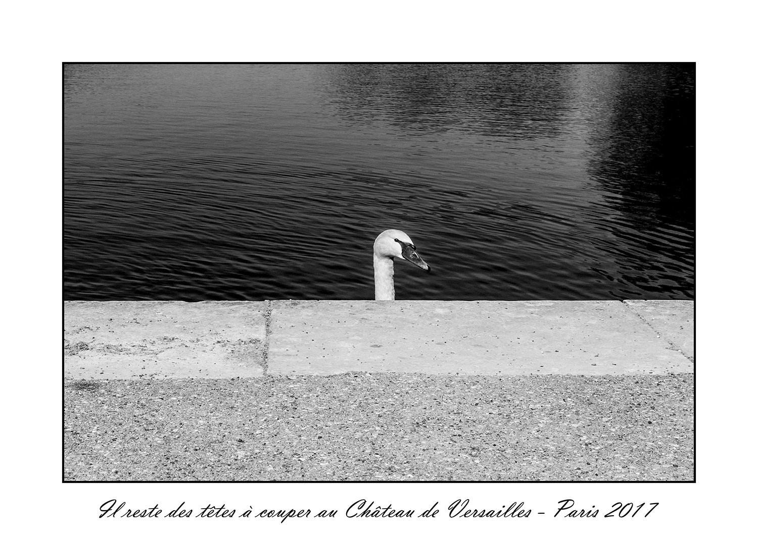  Cygne au château de Versailles